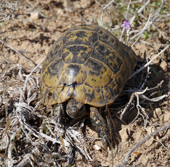 Testudo graeca