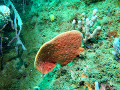Echinoclathria leporina