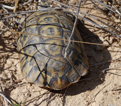 Testudo graeca