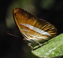 Adelpha cytherea