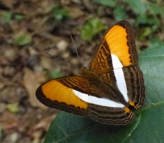 Adelpha cytherea