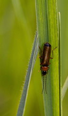 Rhagonycha lutea