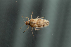 Monosteira unicostata