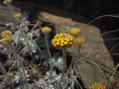 Helichrysum galpinii