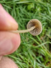 Mycena epipterygia