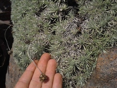 Helichrysum galpinii