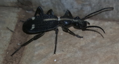 Cypholoba graphipteroides