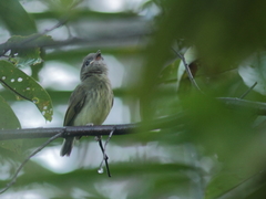 Hemitriccus striaticollis