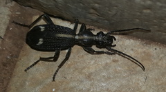 Cypholoba graphipteroides