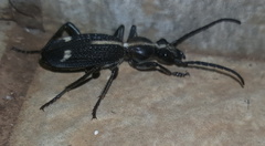 Cypholoba graphipteroides