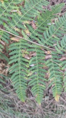 Pteridium tauricum