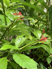 Odontonema cuspidatum