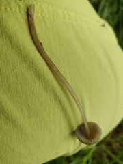 Mycena epipterygia
