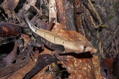 Stenocercus fimbriatus