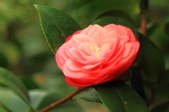 Camellia japonica