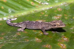 Southern Turnip-Tailed Gecko photo 3