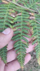 Pteridium tauricum