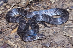 Atractus major