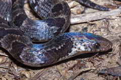 Atractus major