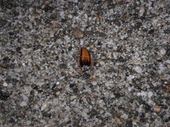 Celatoblatta vulgaris