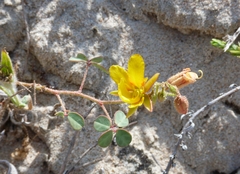 Chamaecrista hispidula