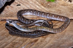 Dendrophidion dendrophis