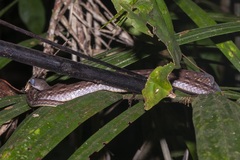 Dendrophidion dendrophis