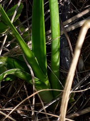 Ornithogalum dubium