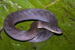 Erythrolamprus typhlus