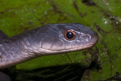 Erythrolamprus typhlus