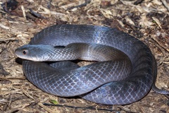 Erythrolamprus typhlus