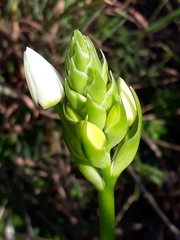 Ornithogalum dubium