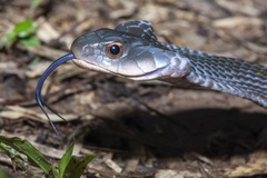 Erythrolamprus typhlus
