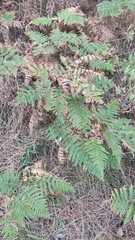 Pteridium tauricum