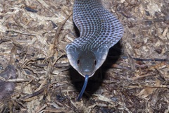 Erythrolamprus typhlus