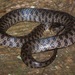 Leopard Keelback - Photo (c) dhfischer, some rights reserved (CC BY-NC), uploaded by dhfischer