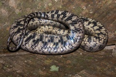 Helicops leopardinus