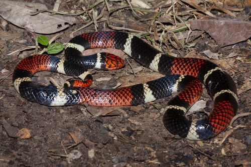 Aquatic Coral Snake