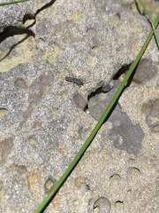 Allothereua maculata
