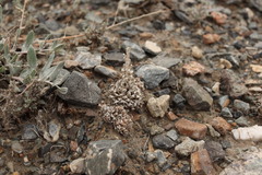 Orostachys thyrsiflora