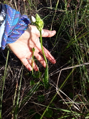 Ornithogalum dubium
