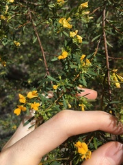 Pultenaea blakelyi