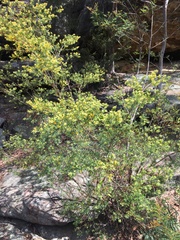 Pultenaea blakelyi