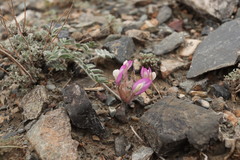 Astragalus infractus