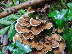 Trametes versicolor