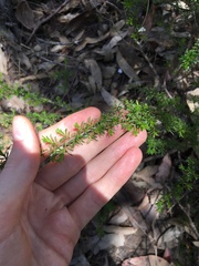 Kunzea ambigua