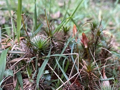 Dawsonia