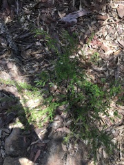 Kunzea ambigua