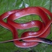 Pseudoboa coronata - Photo (c) dhfischer, algunos derechos reservados (CC BY-NC), subido por dhfischer