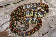 Siphlophis cervinus